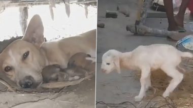 Viral Video: Dog Gives Birth to Goat-Like Puppy in Bihar Village, Draws Crowd