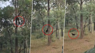 Viral Video: Black Panther Climbs Down Tree, Runs Away After Tourists Create Ruckus During Jungle Safari at Pench National Park