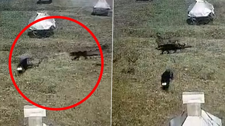 Viral Video: Two Black Panthers Spotted Roaming on Meteorological Research Centre's Campus in Ooty