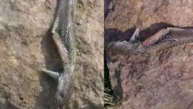 Chhattisgarh Shocker: Snake Bites Minor Boy in Jashpur, He Kills Reptile By Biting It Back (Watch Video)