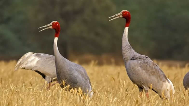 Arif And Saras: Here's Why UP Farmer Was Booked Under Wildlife Protection Act For Taking Care Of Injured Crane