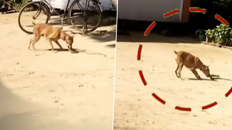 Viral Video: Dog Named Julie Fights and Kills 7-Feet-Long Snake Slithering Near His Owner in Uttar Pradesh's Mirzapur