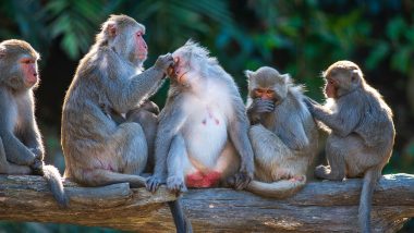 Viral Video: Monkeys Create Ruckus at Gulmandi Area in Aurangabad's Bazarpeth, Snatch Items Being Sold for Makar Sankranti
