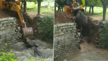 Andhra Pradesh: Elephant Falls Into Well in Chittoor, Rescued by Officials (Watch Video)