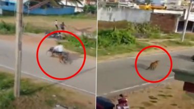 Horrific Video: Leopard Attacks Residents of KR Nagar in Karnataka's Mysuru, Pounces on Biker; Caught