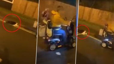 Disturbing! Dog Dragged Along Road by Woman Driving Mobility Scooter, Harrowing Video From Birmingham Goes Viral