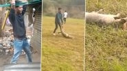 Delhi Shocker: Pregnant Street Dog Beaten to Death, Dragged Across Field by Group of Students in New Friends Colony; FIR Registered After Video Goes Viral (Disturbing Visuals)
