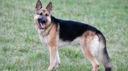 Dog Attack in Lucknow: German Shepherd Pounces on Woman Taking Walk With Husband, Pet Owner Booked