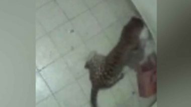 CCTV Video: Leopard Kills Siberian Husky Breed Pet Dog by Entering House in Ooty