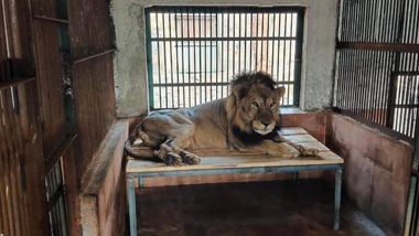 Jespa The Lion Dies: 11-Year-Old Captive Big Cat Passes Away in Mumbai's Sanjay Gandhi National Park Due to Illness