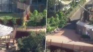 Video: Pride of Lions Escape From Their Enclosure at Sydney&rsquo;s Taronga Zoo