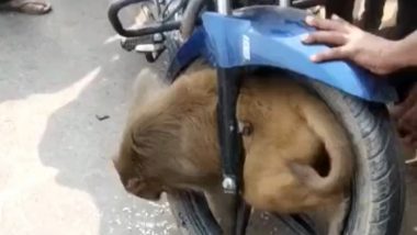 Monkey Gets Stuck in Bike's Tyre in Uttar Pradesh's Barabanki, Freed by Locals (Viral Video)