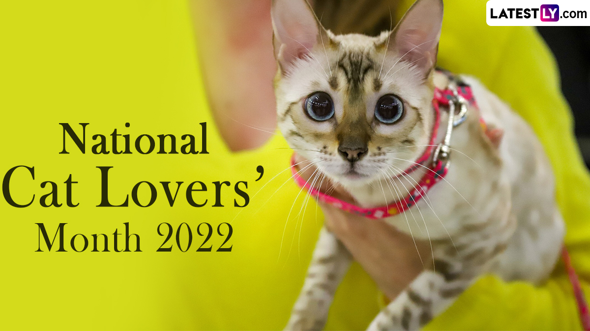 National Cat Lovers’ Month 2022 