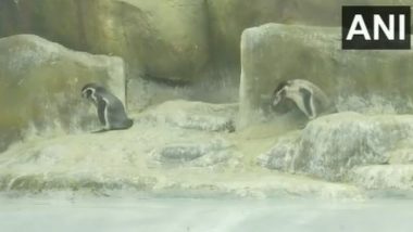 Mumbai Zoo: Newborn Penguin Triplets the Centre of Attraction at Byculla's Rani Baug This Holiday Season (Watch Video)