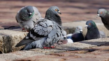 Mumbai Shocker: Man Kills Pigeons, Sells Its Meat to Restaurant To Be Served As Chicken; Eight Booked