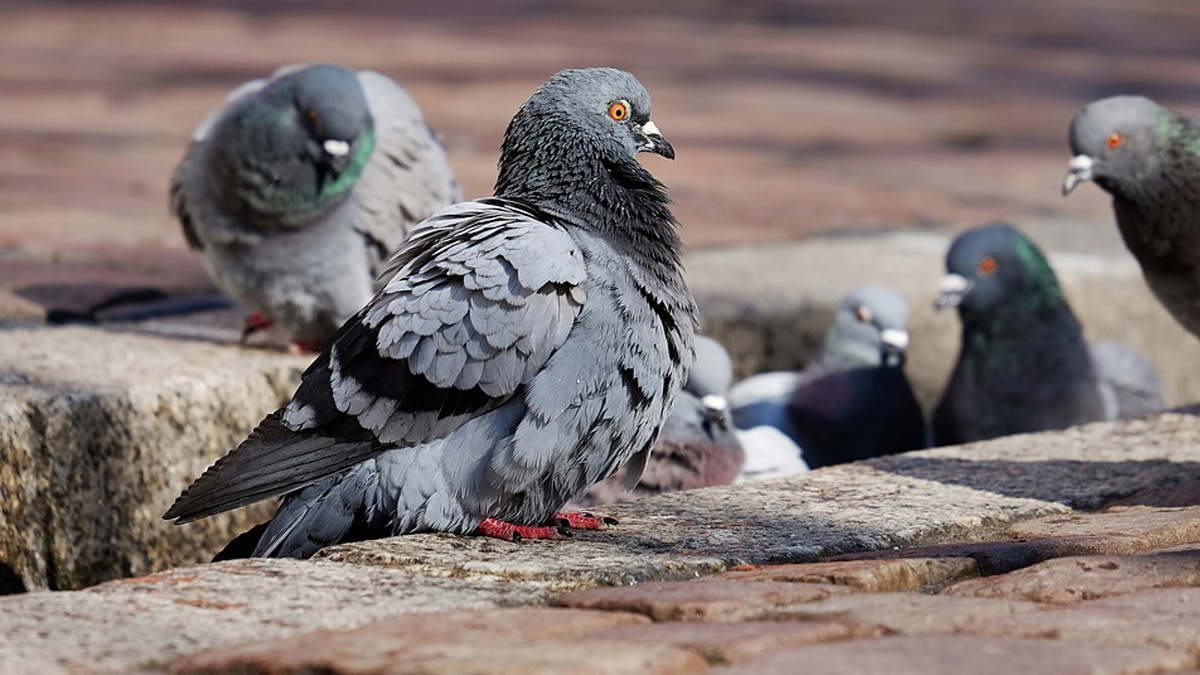 India News | Man Booked for Killing Pigeons in Mumbai | 📰 LatestLY