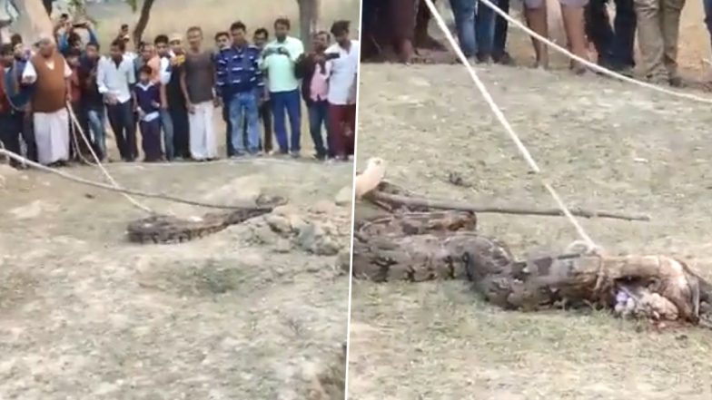 Viral Video:15-Feet-Long Python Shows Up in UP's Kaushambi, Rescued Using Bulldozer