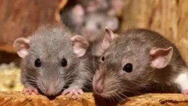 Rats Transmitting COVID-19 to Humans? Study Finds Rat Population Carrying Alpha, Delta and Omicron Variants of Coronavirus in US Cities