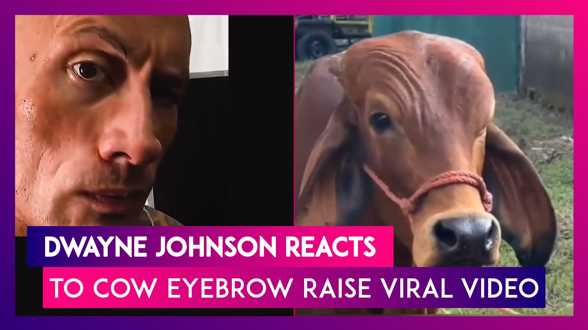 Dwayne 'The Rock' Johnson Reacts to Cow Doing His Iconic Eyebrow Raise