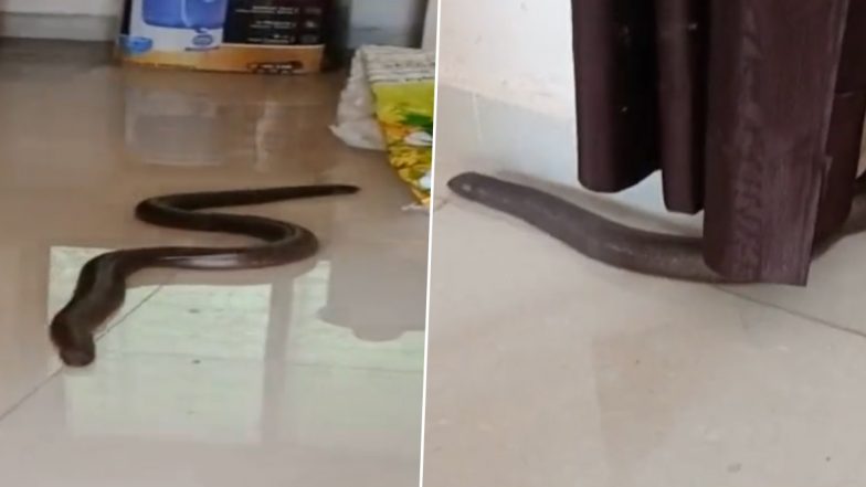 Red Sand Boa, Rare Two-Headed Snake, Rescued in Madhya Pradesh's Chhindwara (Watch Video)