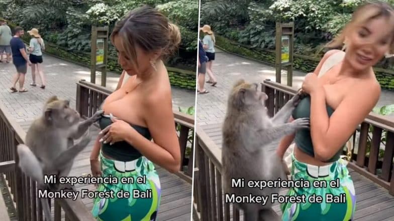 Miss Peru Breasts Almost Left Exposed by Monkey in Bali! TikTok Video of Paula Manzanal Struggling With Animal Goes Viral