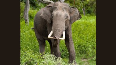 Jharkhand: Tusker Dies of Electrocution in East Singhbhum