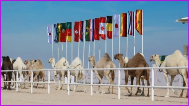 Not Just FIFA World Cup 2022, Qatar is Busy Hosting Beauty Contest for Camels As Well (Watch Video)
