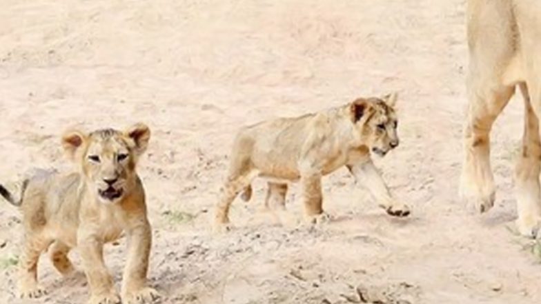 Chhattisgarh: White Tigress Gives Birth to Male Cub at Maitri Bagh Zoo in Durg