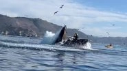 Humpback Whale Swallows Two Girls in California, Is the Viral Video Real or Fake? Here&rsquo;s the Fact Check