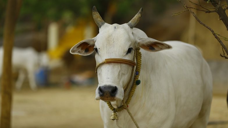 Maharashtra: Bull Kicks Man in Stomach During Bullock Cart Race in Junnar, Video Goes Viral