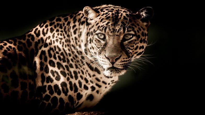 Leopard Scare in Jharkhand: Panic Grips People As Wild Cats Turn Maneaters, Kill 5 People in 25 Days; Attendance in Schools Fall Marginally