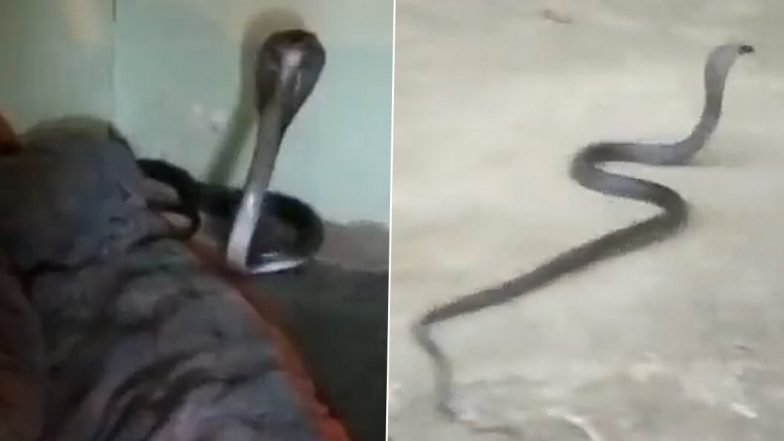 Snake Sneaking in Bedroom! Youth Finds Venomous Black Viper Hiding Under Bed Cover in Sironja Village; Viral Video Will Haunt Your Dreams