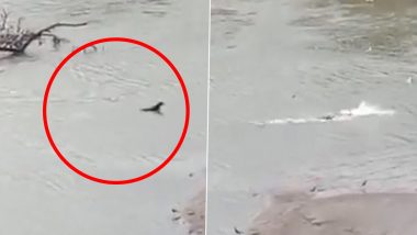 Viral Video: Crocodile Attacks Dog, Pulls it Underwater in Kolhapur's Dattawad Village