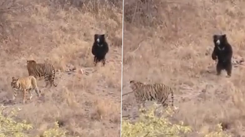 Viral Video: Sloth Bear Scares Off Two Tigers During Clash at Ranthambore National Park