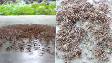 Death Spiral! Colony of Ants Gets Caught in 'Circular Death Trap' Just To Die of Exhaustion in Viral Video Leaves Netizens Bedazzled