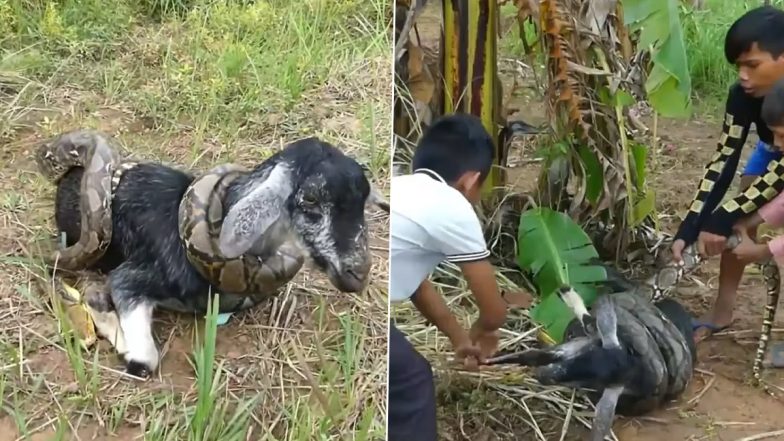 Huge Python Wraps Itself Around Baby Goat Tightly! Village Kids Successfully Rescue The Snake's Prey in Viral Video That Has Left Netizens Petrified