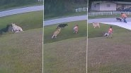 German Shepherd Saves 6-Year-Old Boy From Neighbour's Aggressive Pet Dog in Florida; Video of The Heroic Moment Goes Viral&nbsp;