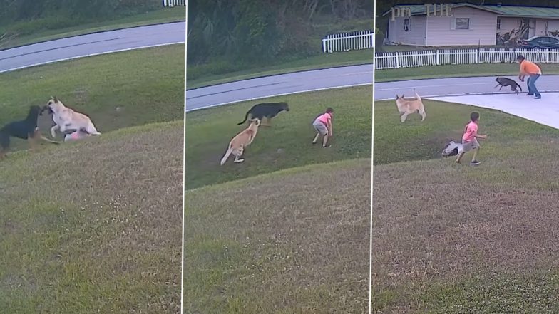 German Shepherd Saves 6-Year-Old Boy From Neighbour's Aggressive Pet Dog in Florida; Video of The Heroic Moment Goes Viral 