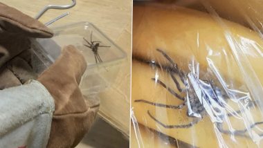 Giant Spider With Nasty Bite Discovered Lurking Inside Box of Organic Bananas in Germany; See Pics 