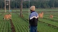 Lioness Roams Casually in Open Cultivated&nbsp;Farm in Gujarat As People Fearlessly Stand and Watch The Big Cats in Viral Video