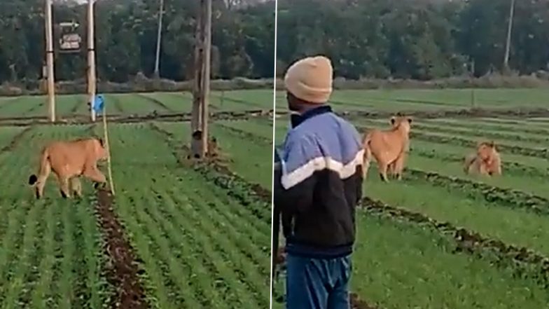 Lioness Roams Casually in Open Cultivated Farm in Gujarat As People Fearlessly Stand and Watch The Big Cats in Viral Video