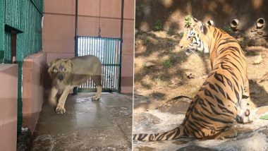 Mumbai: Sanjay Gandhi National Park Gets Pair of 3-Year-Old Asiatic Lions From Gujarat’s Junagadh in Exchange for Tigers