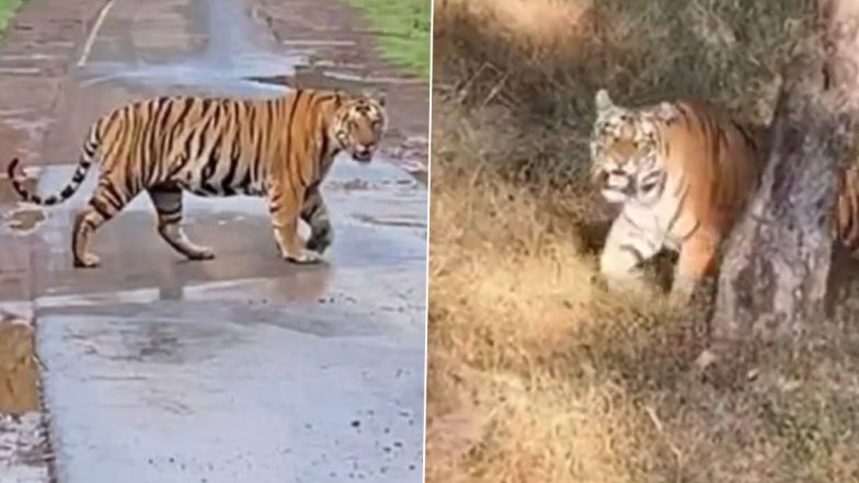 Raveena Tandon Says Forest Department's Jeep Was on Track After Satpura Reserve Official Starts Probe Over Her Video