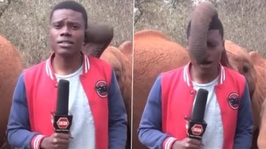 Baby Elephant Tickles Reporter on Camera in Africa; Heartwarming Video of the Sweet Encounter Goes Viral (Watch Video)