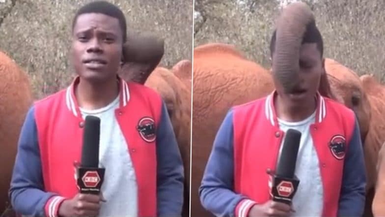 Baby Elephant Tickles Reporter on Camera in Africa; Heartwarming Video of the Sweet Encounter Goes Viral (Watch Video)