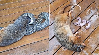 Carpet Python Tries But Fails To Eat Mother Possum With 3 Babies in Its Pouch in Australia Because It Was 'Too Big'; See Pics