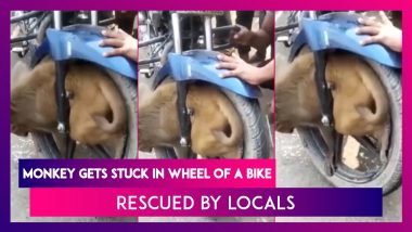 Monkey Gets Stuck In Wheel Of A Bike In Barabanki, Uttar Pradesh; Rescued By Locals