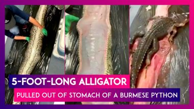 5-Foot-Long Alligator Pulled Out Of Stomach Of A Giant Burmese Python; Video Goes Viral