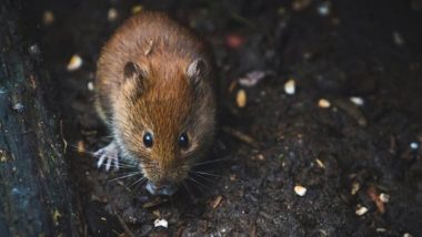 Uttar Pradesh: Police Lodges Case Against Man for Killing Rat in Badaun; Booked Under Animals Act