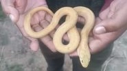 Rare&nbsp;Checkered Keelback Snake with Leucism Found By Fisherman in Odisha; Video of Yellow Colour Viper Goes Viral&nbsp;